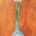 Pink Gladioli