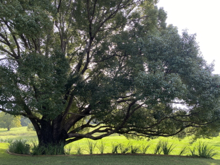 En plein air painting weekend | Northern Rivers 8-9 February 2025 - Image 7