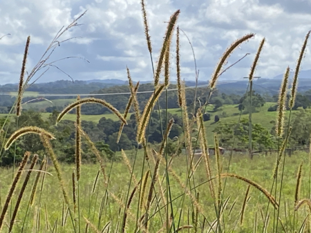 En plein air painting weekend | Northern Rivers 8-9 February 2025 - Image 11