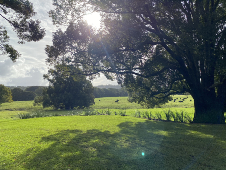 En plein air painting weekend | Northern Rivers 8-9 February 2025 - Image 16